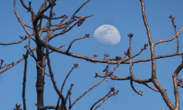 2025.03.09桜蕾と白月.jpg