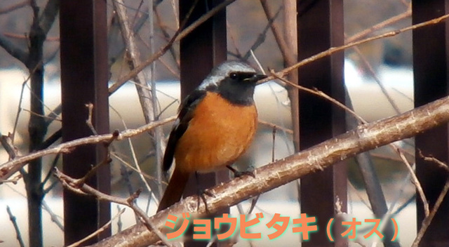 ジョウビタキオス.jpg